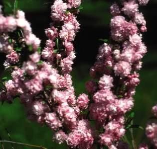 pink flowering almond prunus glandulosa shrub the pink flowering