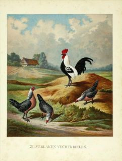Antique Print Chicken Poultry Game Rooster Förster 1888