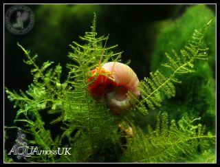  Christmas Moss RARE Live Plant Fish Shrimps Snails Tank x Moss