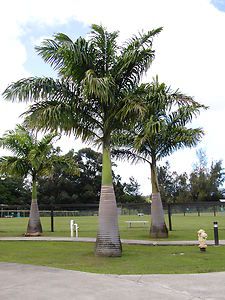 Cuban Royal Palm Fast Growing Live Plant Tree Cuba