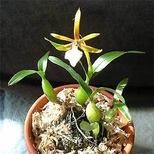   polybulbon orchid species IN SPIKE FAST GROWING MINIATURE plant T4M4