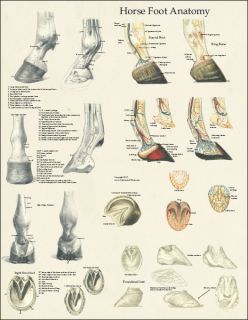 Horse Equine Foot Hoof Anatomy Laminated Poster Wall Chart 17 x 22
