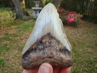 4A Commercial Megalodon Fossil Sharks Tooth Teeth Fossilized Whale