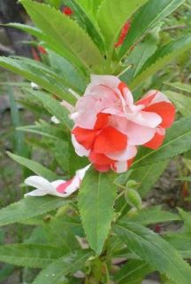 25 Seeds Fresh Thai Balsam Impatiens Candy RARE Flower