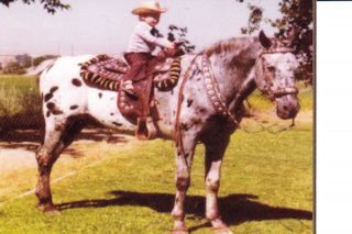 Appaloosa Horse Postcard Chief of Fourmile and Rider