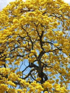 Tabebuia Caraiba Yellow Flowering Tree Seed 10 Seeds