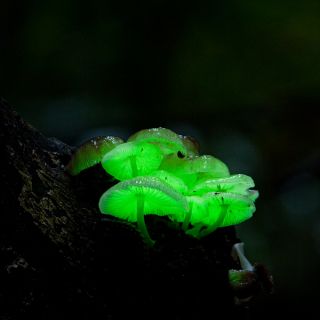  Mushroom Growing Log Habitat Kit Terrariums Vivariums Dart Frog