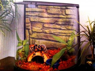 Half Moon Glass Terrarium Cage Tank  frog hermit tarantula