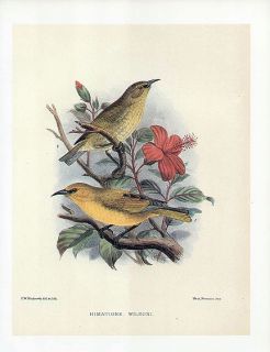 Frederick Frohawk Bird Print Hawaiian Honeycreeper Wilsons Amakihi