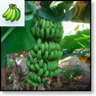 Super Plantain Banana Plant Fruit Tree Fast Producing