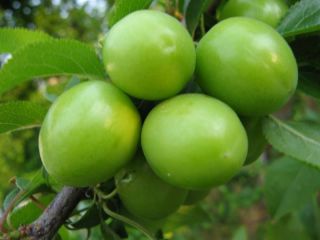 RARE Anatolian Green Kastarca Plum Tree 5 Fresh Seed