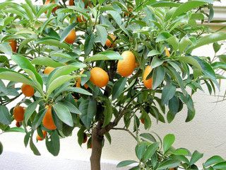 Fresh Seeds Nagami Kumquat Fortunella Margarita Citrus Japonica