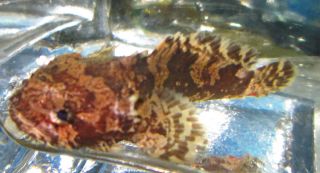 Freshwater Lion Fish for Live Freshwater Aquarium Fish