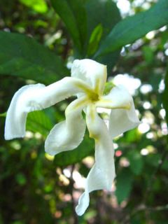 botanical supply this auction is for one samoan gardenia