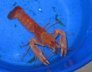 Live Pearlescent Orange Lobster 3 For Freshwater Aquarium fish