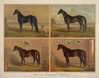 Americas Renowned Stallions Smuggler Commonwealth Tom Jefferson 13x19