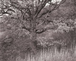 Oak Tree Holmdel N J by George Tice