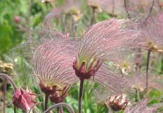 Fluffy Romantic Pink Prairie Smoke 5 Seeds