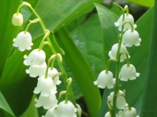Lily of The Valley Pips Fresh and Healthy Plants 10