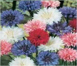 100 BACHELOT BUTTOM FLOWER SEEDS MIXED COLORS BEAUTIFUL GARDEN FLOWERS