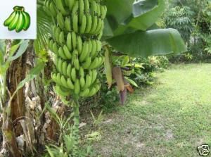 Gran NAIN Chiquita Brand Live Banana Plant Fruit Tree