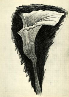1955 Heliogravure Georges Braque Calla Lily Flower Botanical Verve