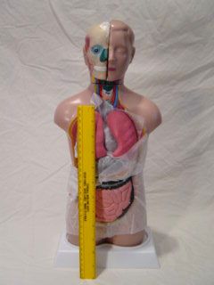 Male Human Torso Model Anatomical Anatomy 16 5 Tall