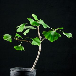 Ginkgo Biloba Maidenhair Tree Bonsai Specimen 5811