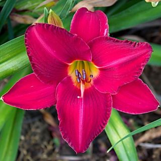 Red Rose Pink DAYLILY DF Live Plants Perennial Flowers