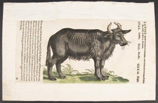 Gesner 1560 Framed Folio Woodcut Buffalo Bull 13