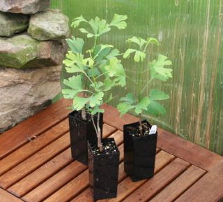 Three Ginkgo Biloba Trees Bonsai Starters
