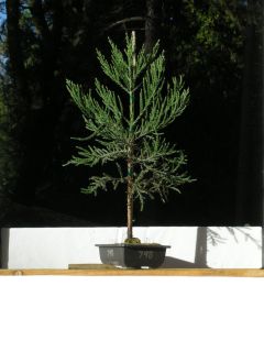 GIANT SEQUOIA REDWOOD BONSAI TREE SEQUOIADENDRON GIGANTEUM LIVE PLANT