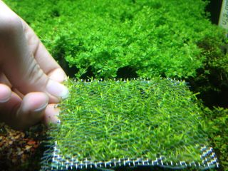 Aquatic Plant Three Potted Dwarf Hair Grass