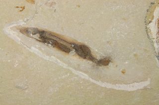 Extra Fossil Fish Ginsburgia and Squid Doroteuthis with Soft Parts