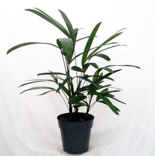 Lady Palm Rhapis Excelsa Easy to Grow House Plant 6 Pot