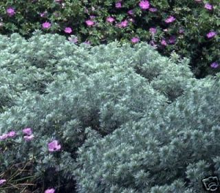 Artemisia Silver Mound 1 Gal Live Plant
