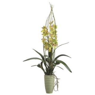 Tori Home 34 Cymbidium Orchid Plant with Terra Cotta Pot   LFO722