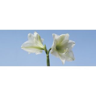 Brewster Home Fashions Ultimate Lilies Panoramic Wall Mural