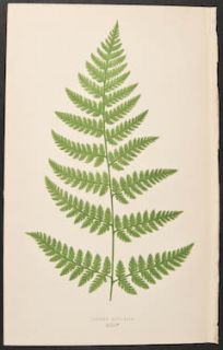 Lowe Lastrea Uliginosa 33 1867 Ferns British and Exotic