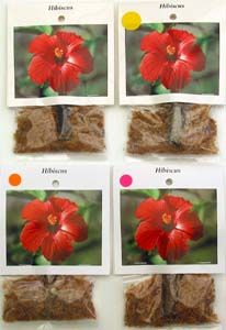 Hawaiian Hibiscus Plant cuttings Mixed Grow Hawaii