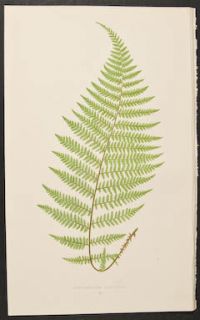 Lowe Polypodium Alpestre 2 1867 Ferns British and Exotic