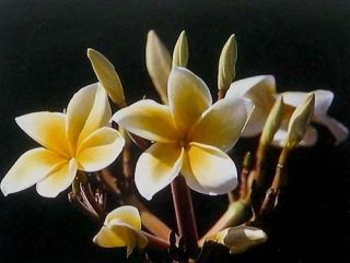 12 Hawaiian Yellow Plumeria Plant cuttings Grow Hawaii
