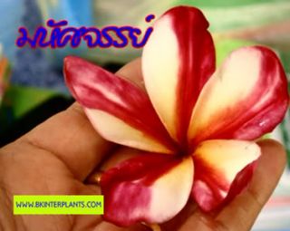 Plumeria with Rooted Miracle New Hybrid Very Beauty