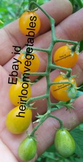 Yellow Cuban Grape Tomato 30 seeds HEIRLOOM from Cuba. ***SAME DAY