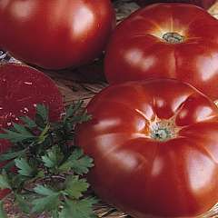description this tomato is an heirloom provence gourmet type large 6