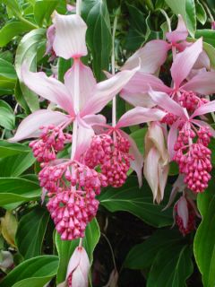 this auction is for one plant medinilla magnifica