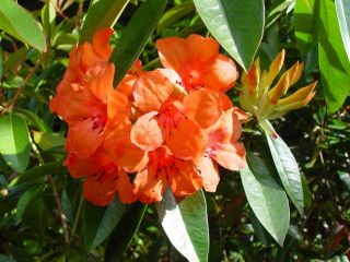 this auction is for one plant of vireya rhododendron jock s cairn