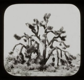 Lantern Slide WH Jackson 1880s Yucca cacti Hesperia Cal