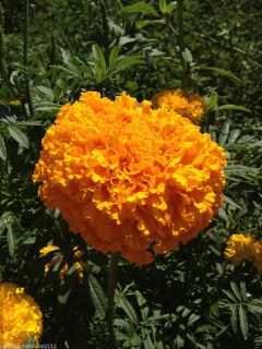 Orange GIAGANTIC Heirloom Marigold Hedges 5ft Bug Control. 50+ seeds