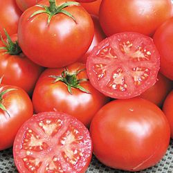 John Baer Organic Heirloom Tomato 10 Seeds Pase Seeds